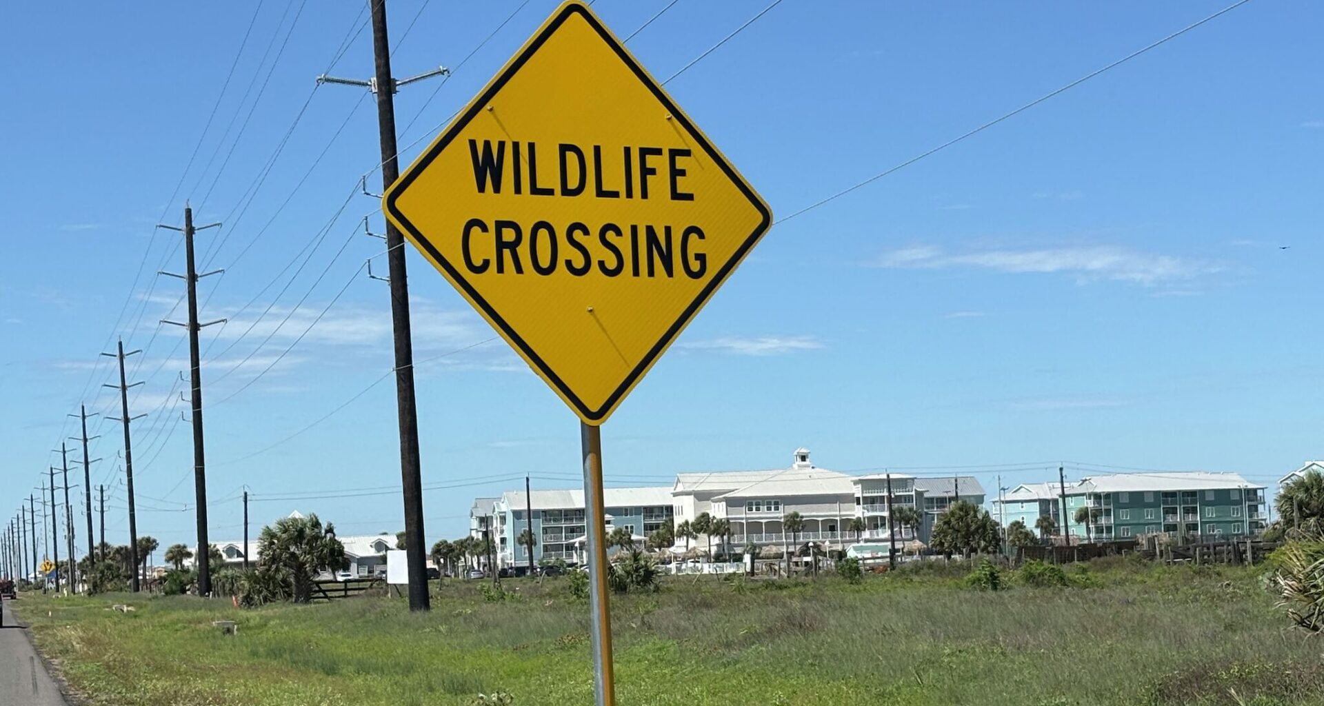 Texas drivers urged to beware of 'ghost wolves'