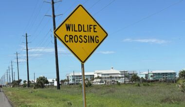 Texas drivers urged to beware of 'ghost wolves'