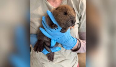 Baby beaver found wandering alone on sidewalk in Austin