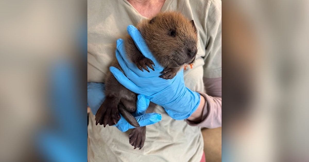 Baby beaver found wandering alone on sidewalk in Austin