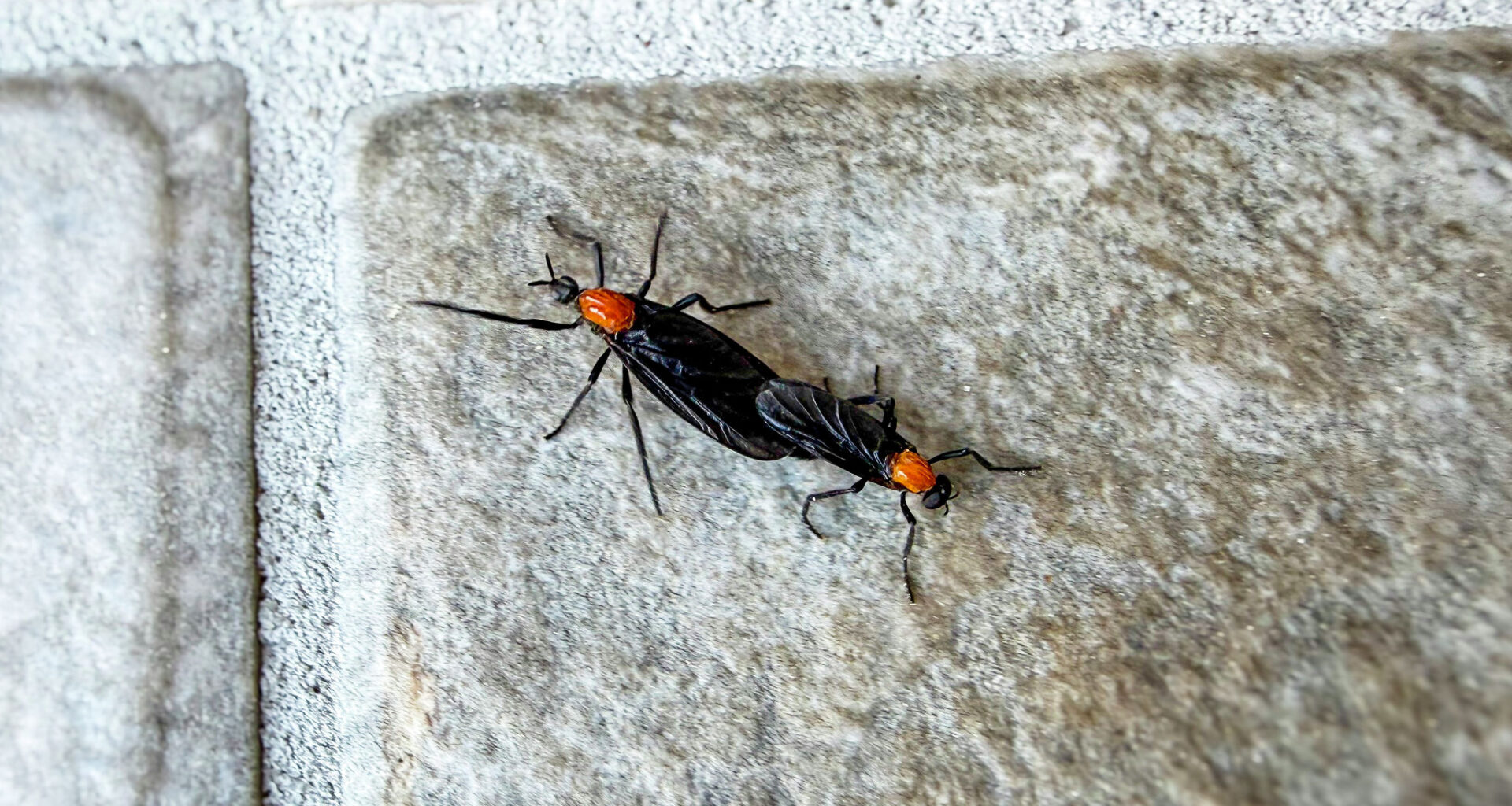 Why they're swarming right now