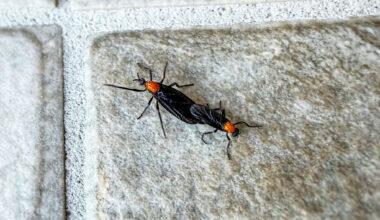 Why they're swarming right now