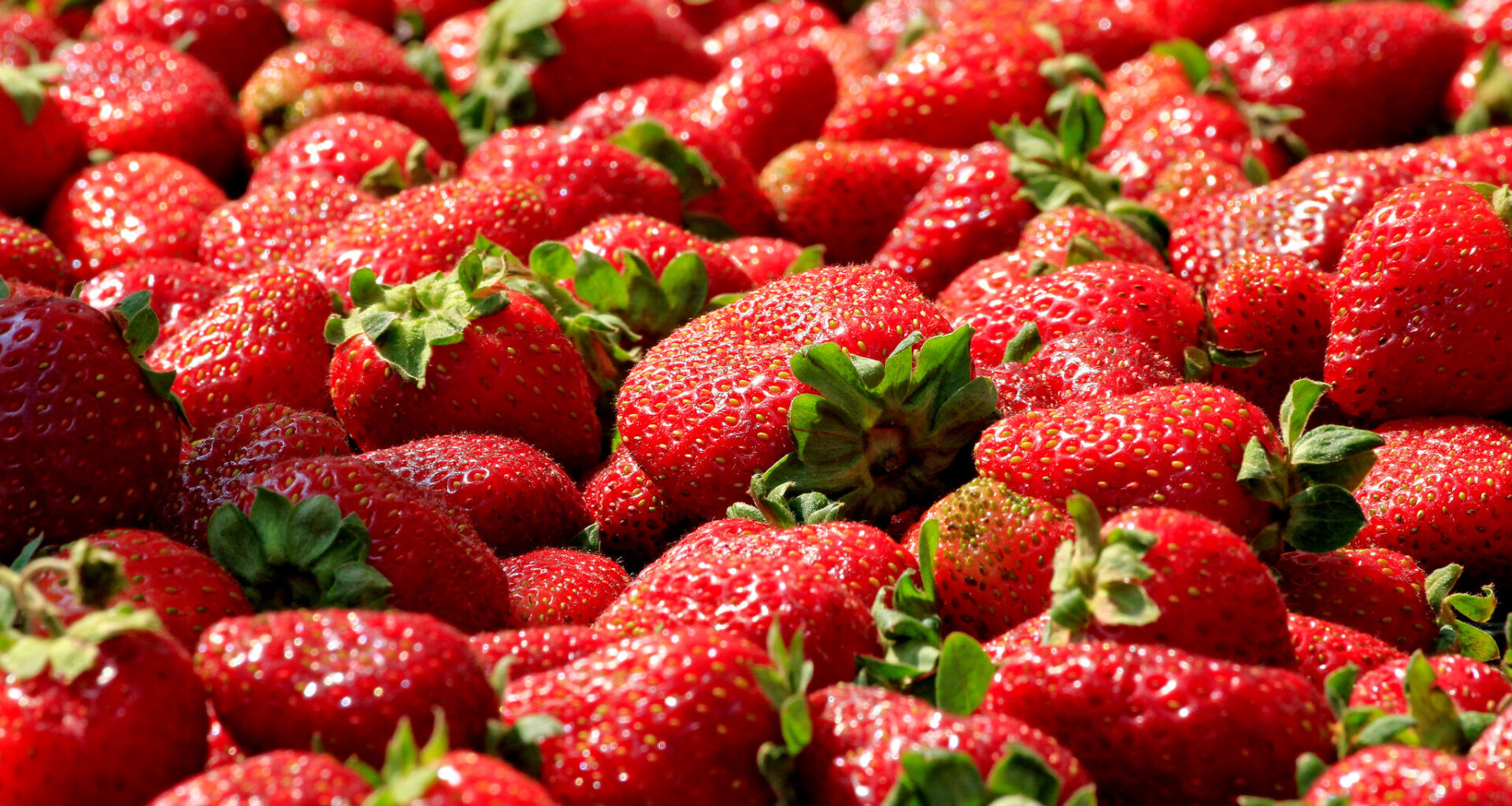 Where to pick strawberries near Austin in 2026