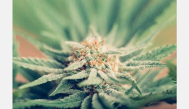 Texas Hemp Industry files lawsuit challenging new state rules that rewrite hemp law