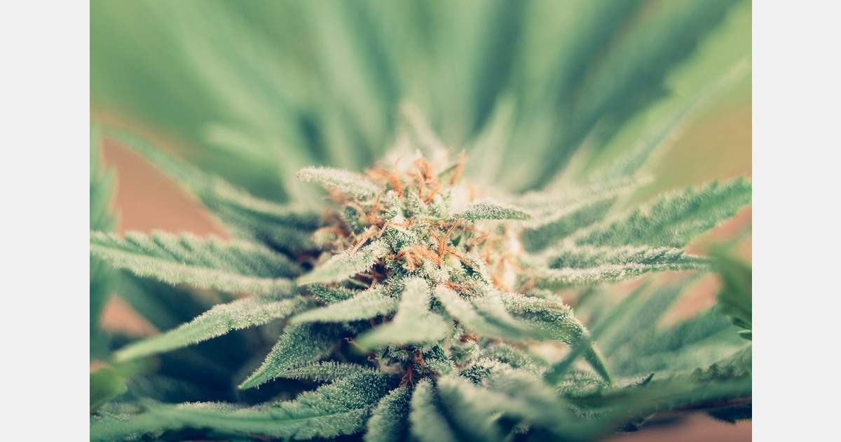 Texas Hemp Industry files lawsuit challenging new state rules that rewrite hemp law