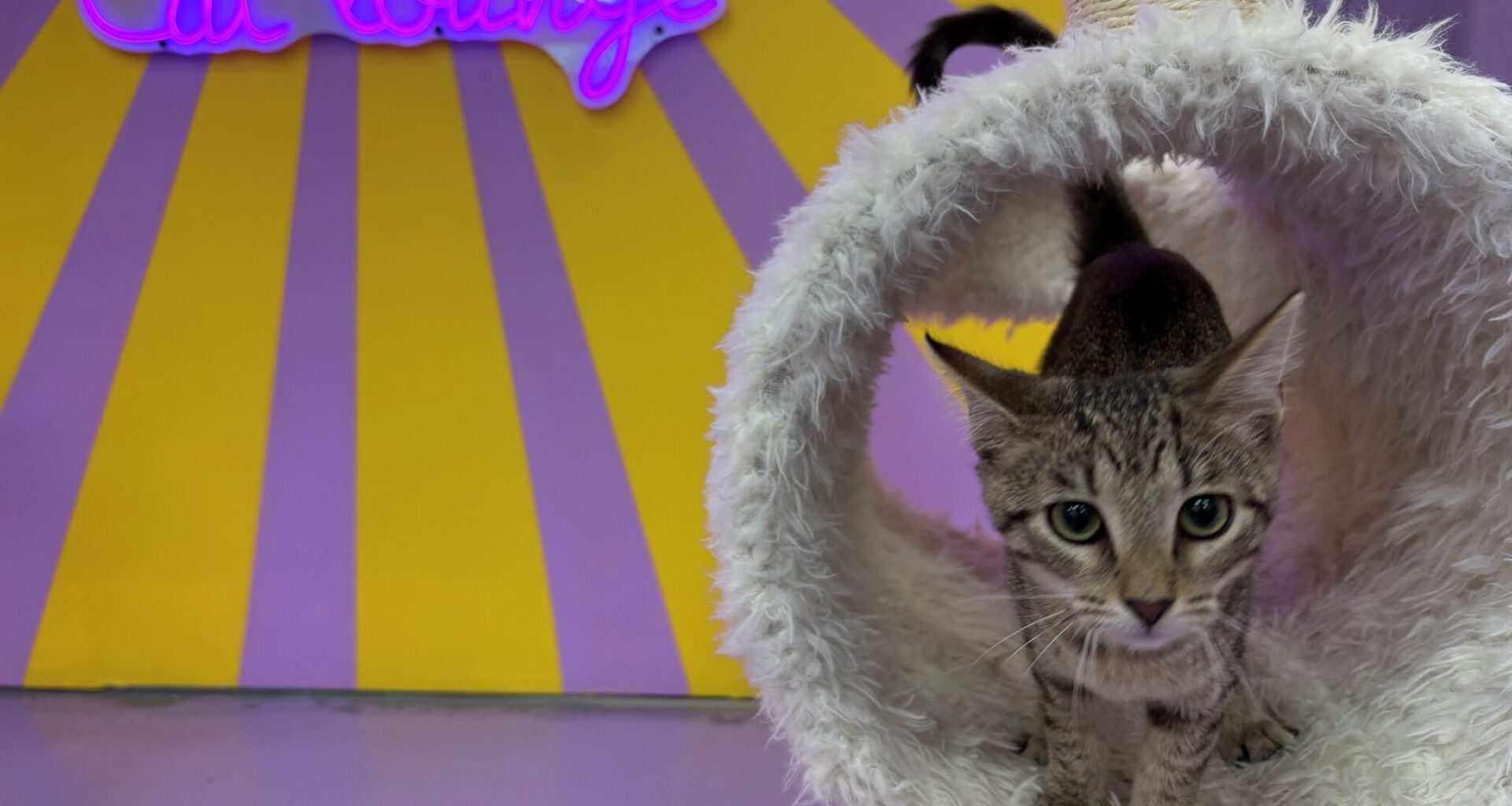 New cat café reveals its San Antonio location
