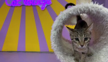 New cat café reveals its San Antonio location