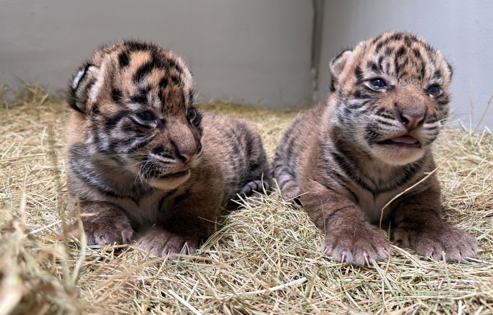 Texas House Speaker Dustin Burrows, a Lubbock Republican.