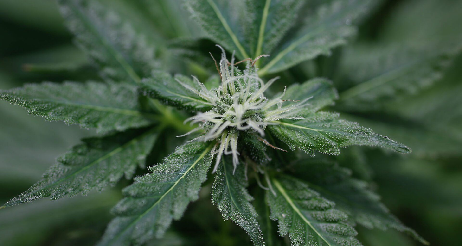 Texas’ new THC rules may cause surge in illegal drug dealing.