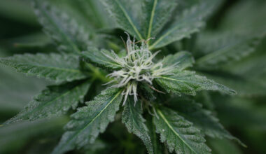 Texas’ new THC rules may cause surge in illegal drug dealing.