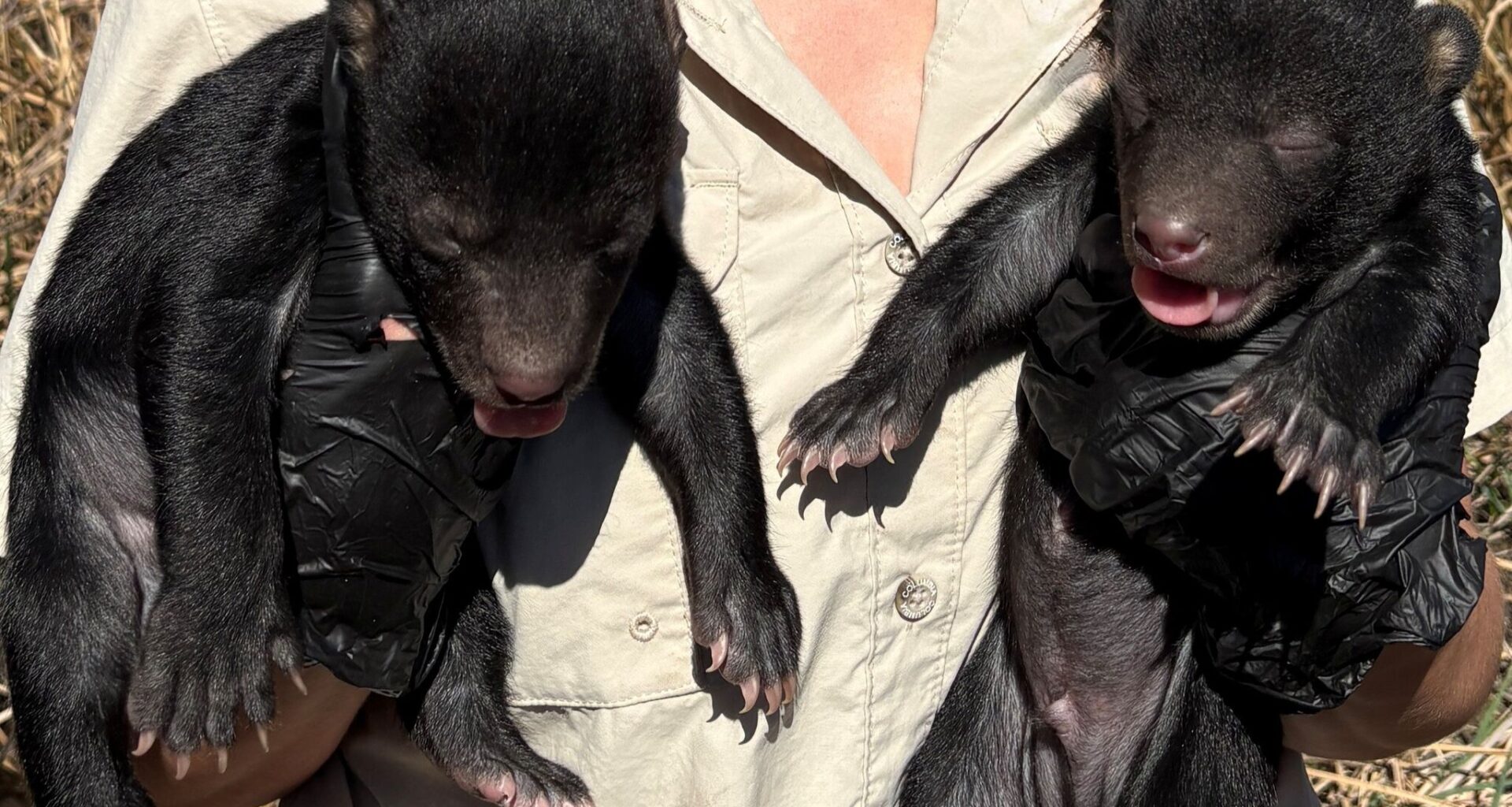 Two black bear cubs born in Texas—and one is named Pancakes Jr.