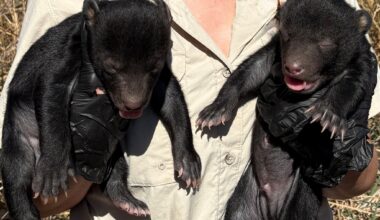 Two black bear cubs born in Texas—and one is named Pancakes Jr.
