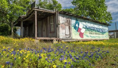 Texas Hill Country is top US spot for wildflower season