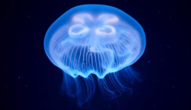 New deep-water jellyfish species identified in the Gulf near Texas