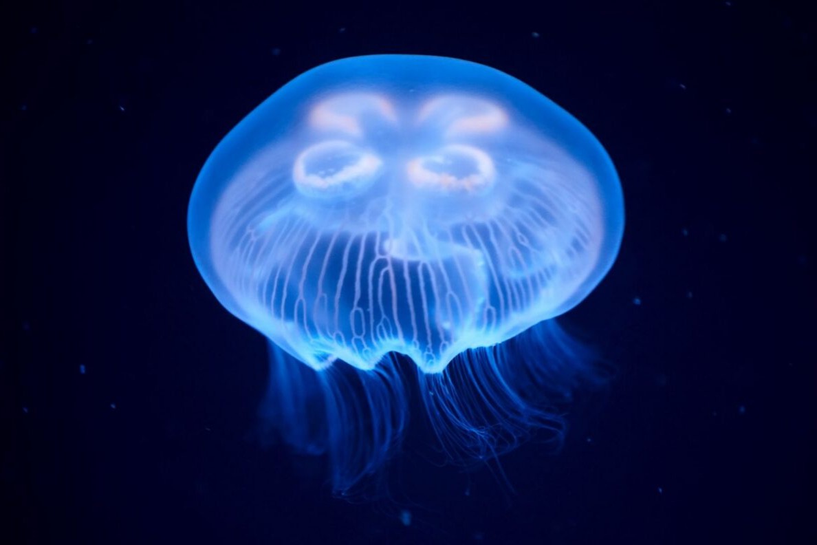 New deep-water jellyfish species identified in the Gulf near Texas