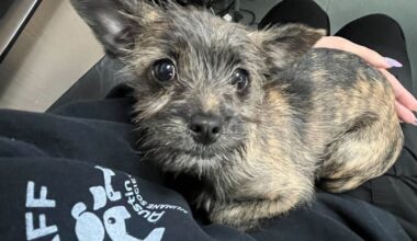 Stolen puppy safe, returned to Austin Humane Society