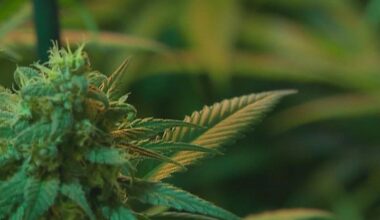 Texas hemp industry hopeful to continue operation amid pause on THC ban