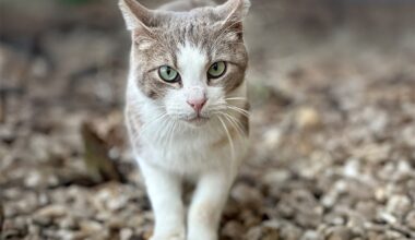 Animal Services Expands TNR Program Thanks to Grant from Petco Love
