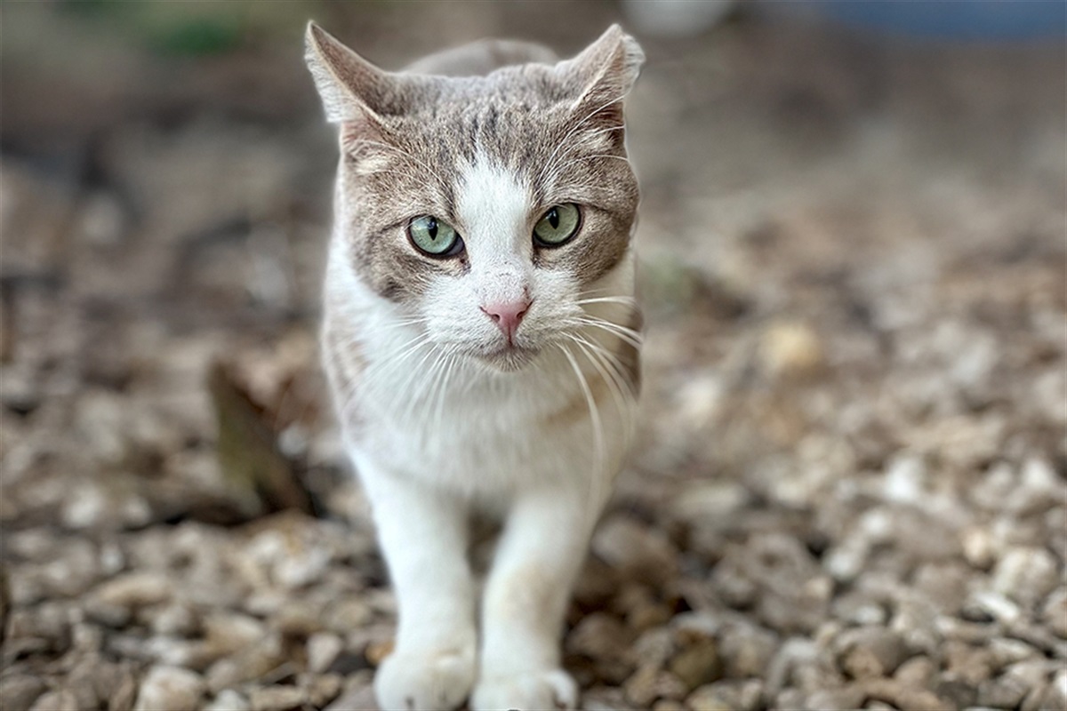 Animal Services Expands TNR Program Thanks to Grant from Petco Love