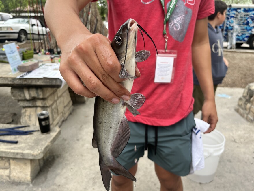 A catfish about to be released after being caught in the San Antonio River at Brackenridge Park