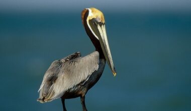 Texas officials issue warning over coastal bird population