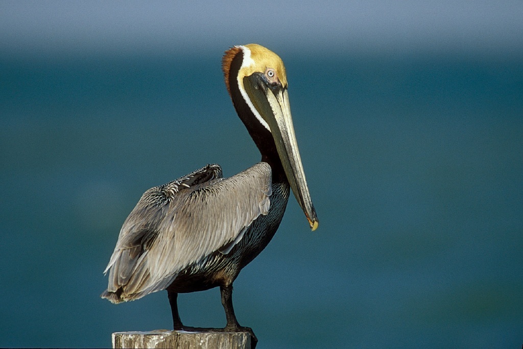 Texas officials issue warning over coastal bird population