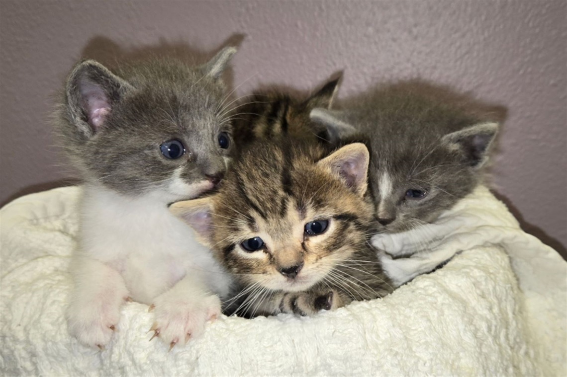 Group of small kittens cuddling on a white blanket