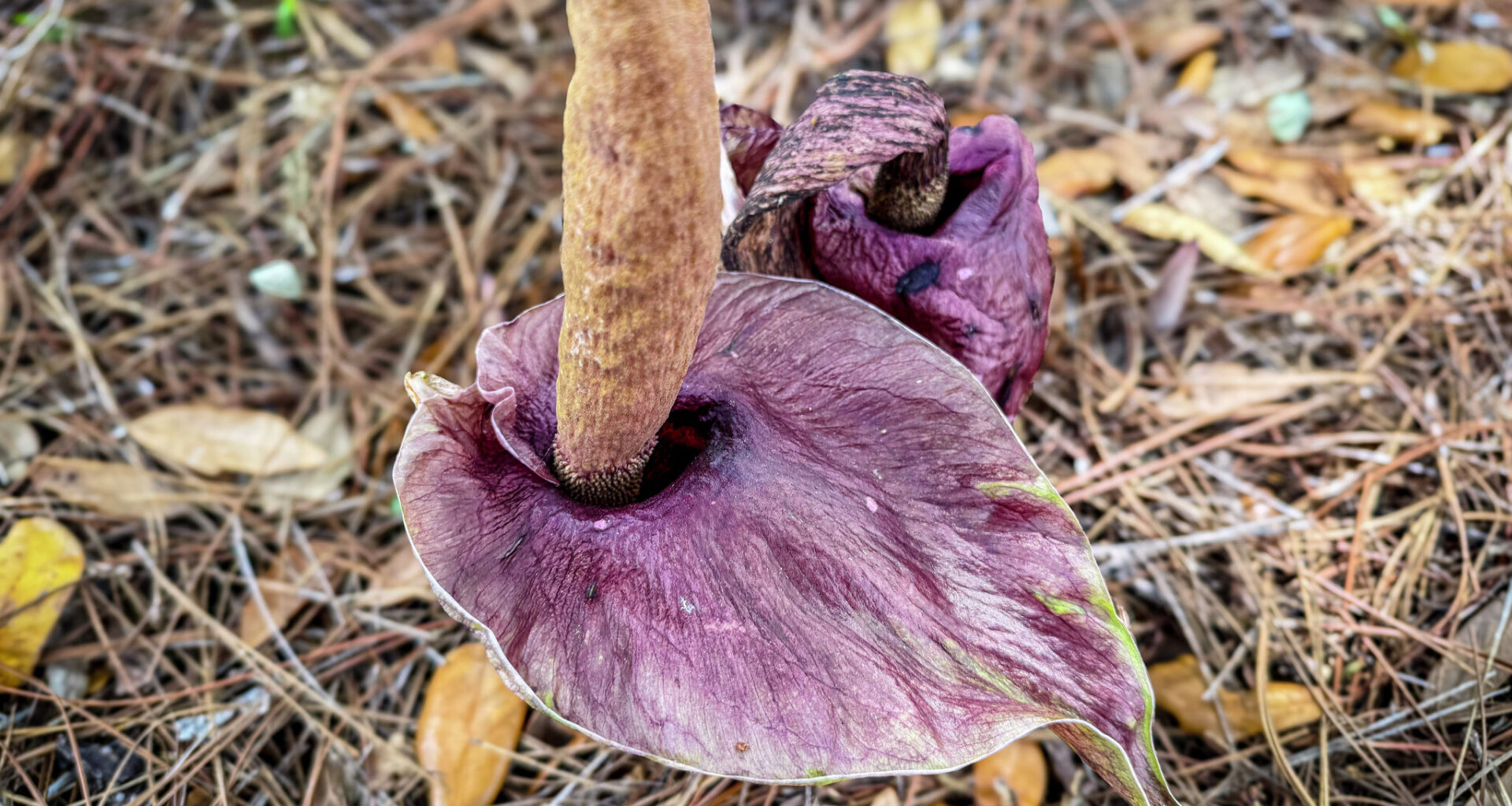 Corpse flower blooming at Houston Botanic Garden for limited time