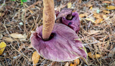 Corpse flower blooming at Houston Botanic Garden for limited time