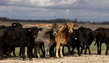 Organized livestock theft operation leads to 5 arrests in Texas