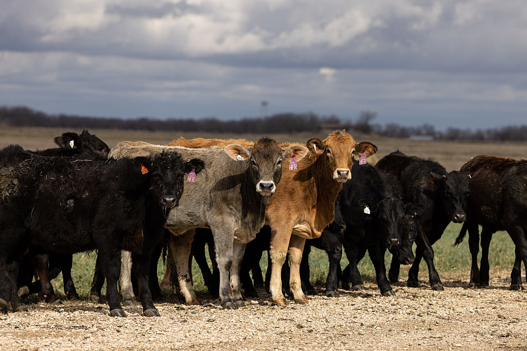Organized livestock theft operation leads to 5 arrests in Texas