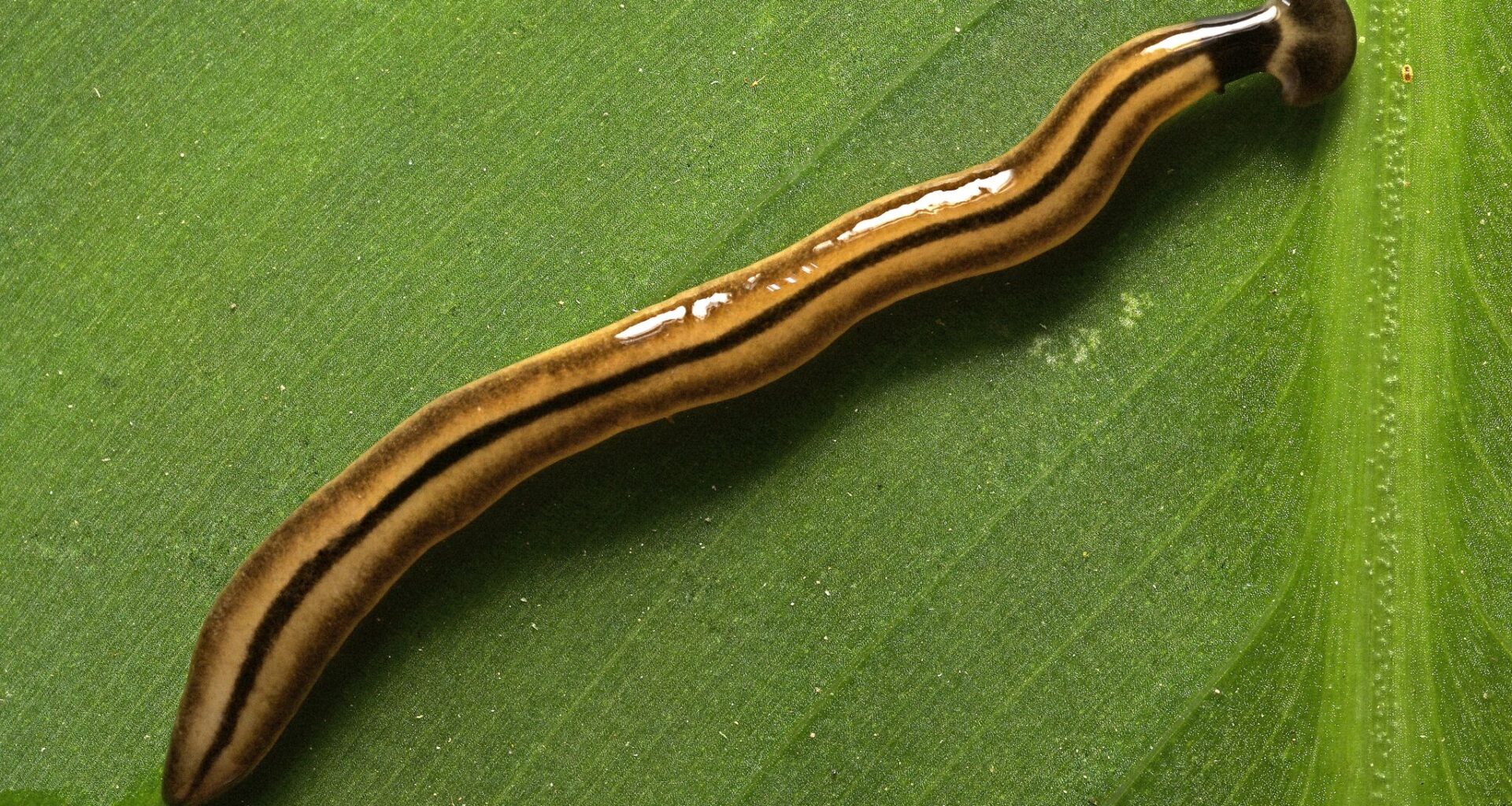 Toxic hammerhead worms are showing up in Texas after rain