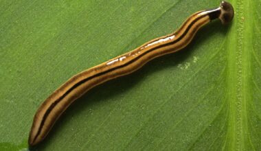 Toxic hammerhead worms are showing up in Texas after rain