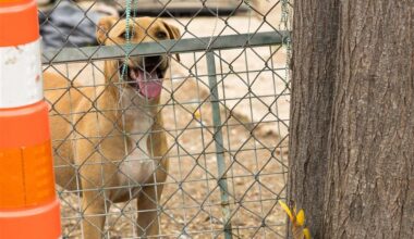 Nearly a dozen dogs found in 'deplorable conditions' in San Antonio