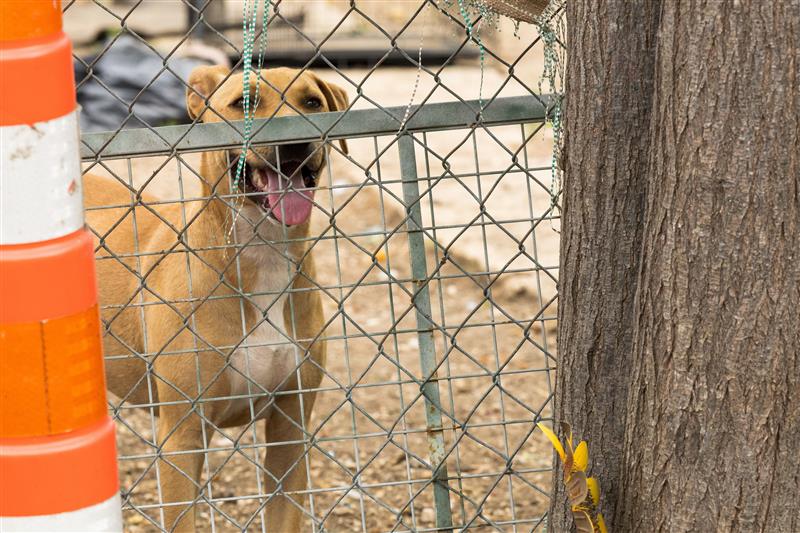 Nearly a dozen dogs found in 'deplorable conditions' in San Antonio