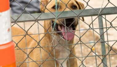 ACS seizes 11 dogs in 'unsanitary conditions' in San Antonio
