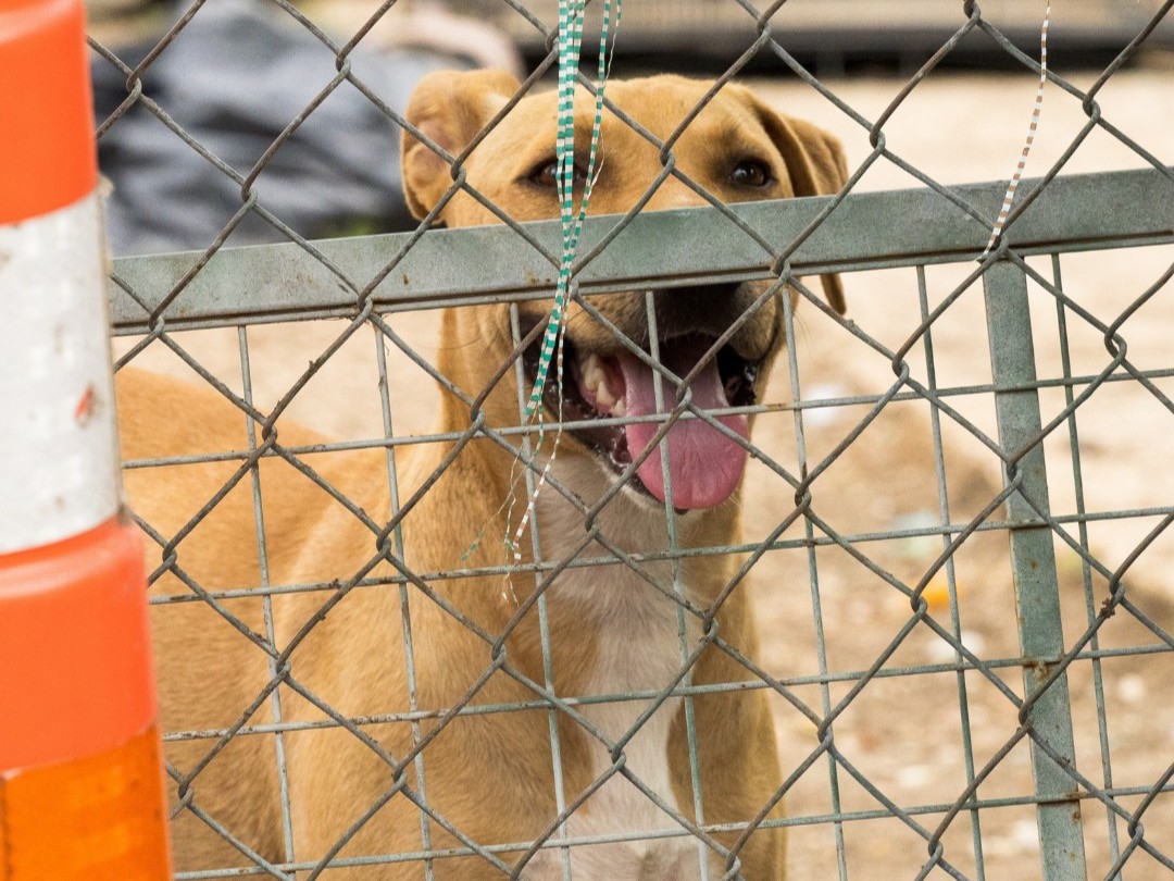 ACS seizes 11 dogs in 'unsanitary conditions' in San Antonio