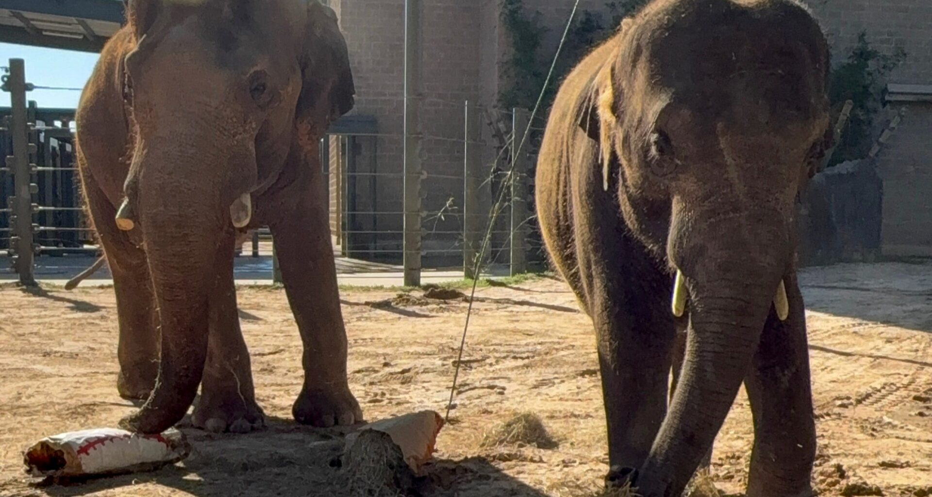 Why two Houston Zoo elephants are being moved to another facility