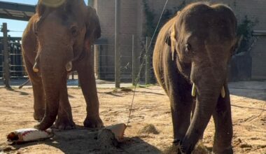 Why two Houston Zoo elephants are being moved to another facility