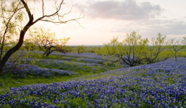 Unusually warm weather has caused wildflowers to bloom early across the state, according to the Texas Parks & Wildlife Department.