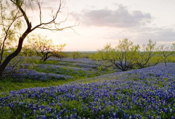 Unusually warm weather has caused wildflowers to bloom early across the state, according to the Texas Parks & Wildlife Department.