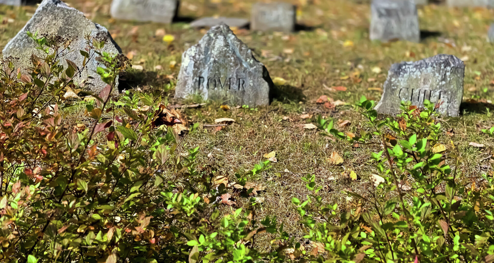 Can you bury a pet in your backyard in Texas? What the law says.