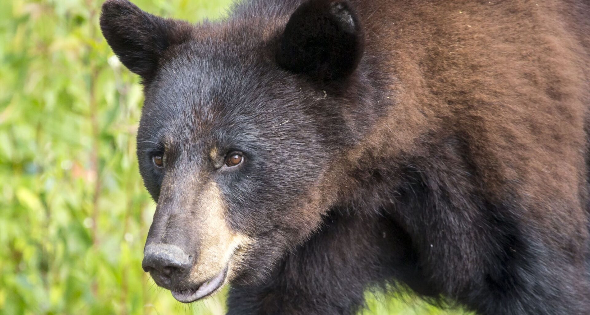 Texas black bear comeback may be reaching a new milestone