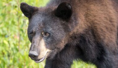 Texas black bear comeback may be reaching a new milestone