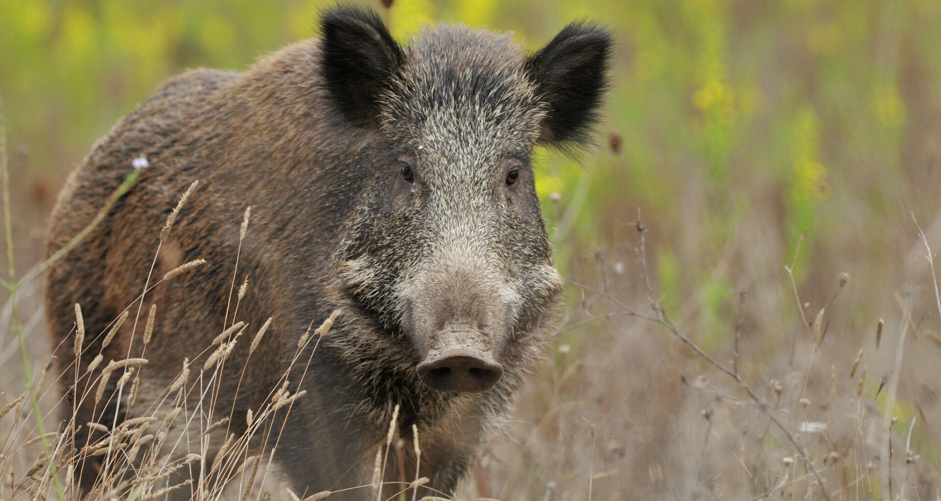 Texas' feral hog invasion hasn't reached this part of the state