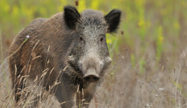 Texas' feral hog invasion hasn't reached this part of the state