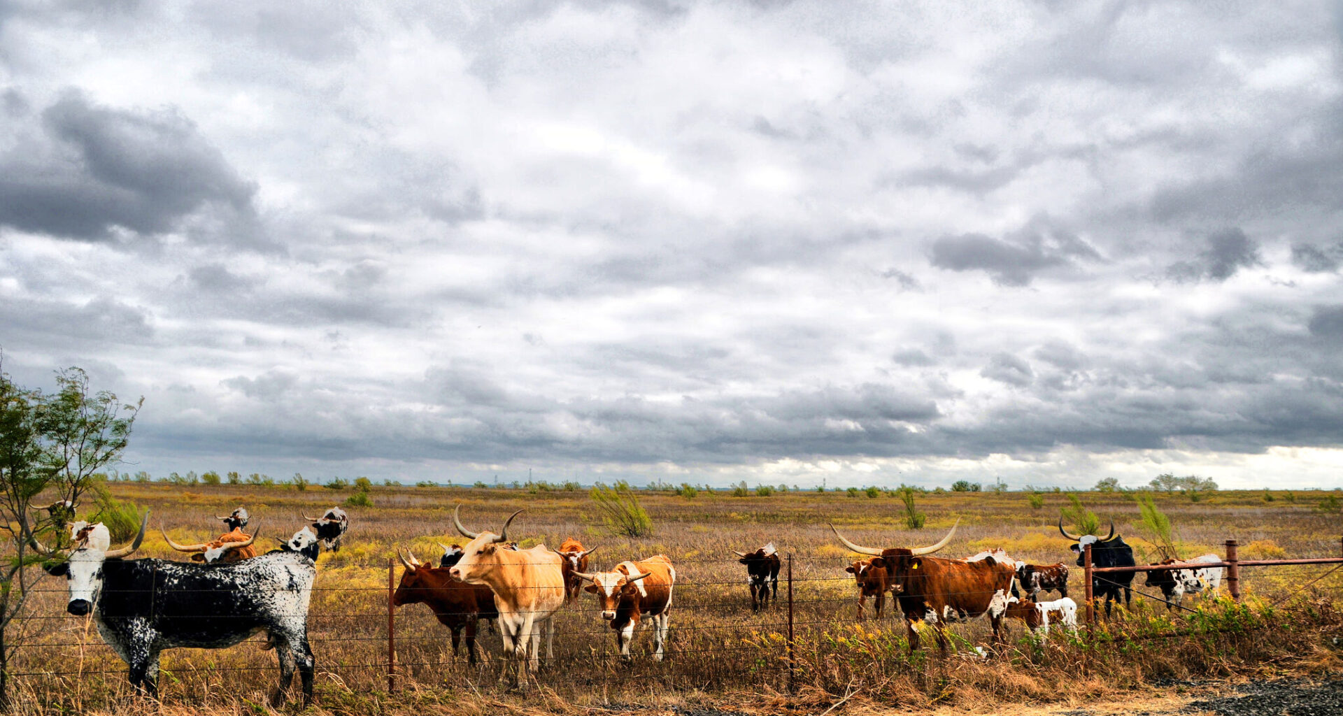 $750M Texas site to fight New World screwworm breaks ground