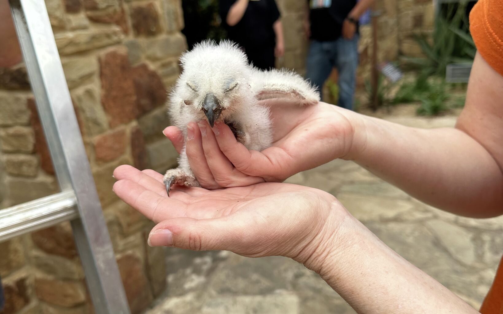 Austin owl chick found alive at Wildflower Center, now recovering