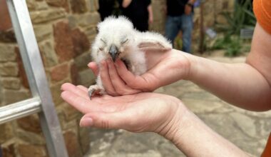 Austin owl chick found alive at Wildflower Center, now recovering
