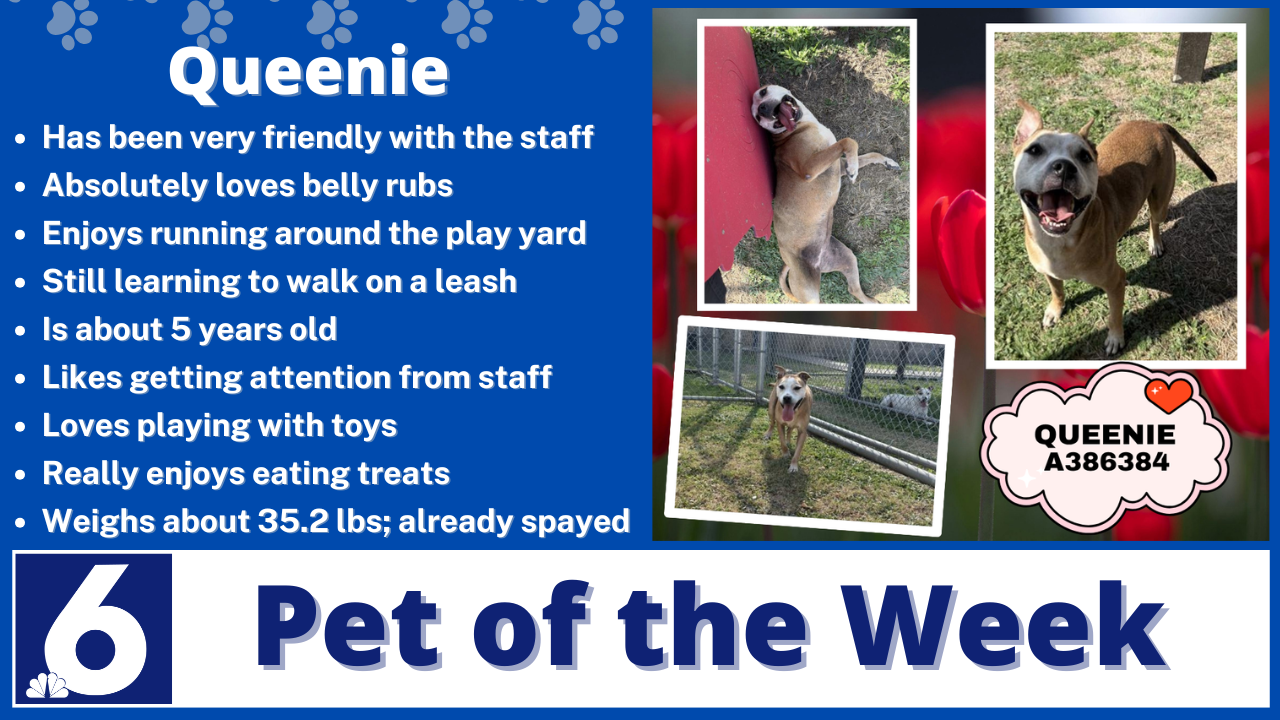 Pet of the week Queenie